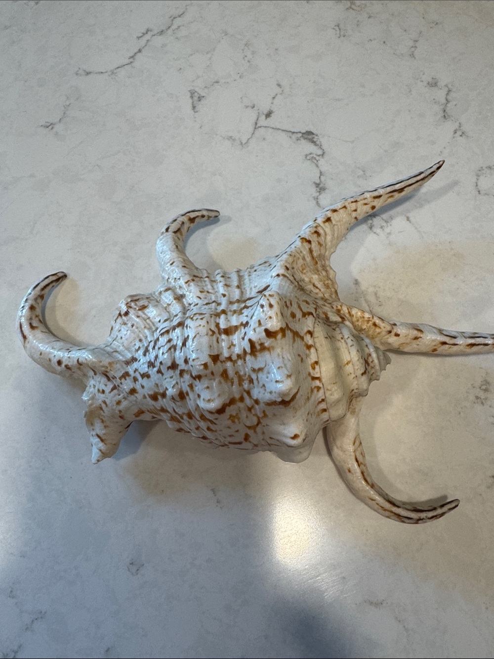 Large White and Brown Spider Chiagra Conch Shell
